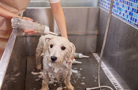 寵物清潔護理劑檢測