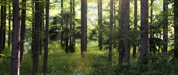 八个林业碳汇重点问题，带你读懂“林业碳汇”
