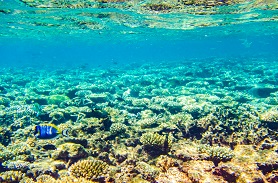 珊瑚礁調查