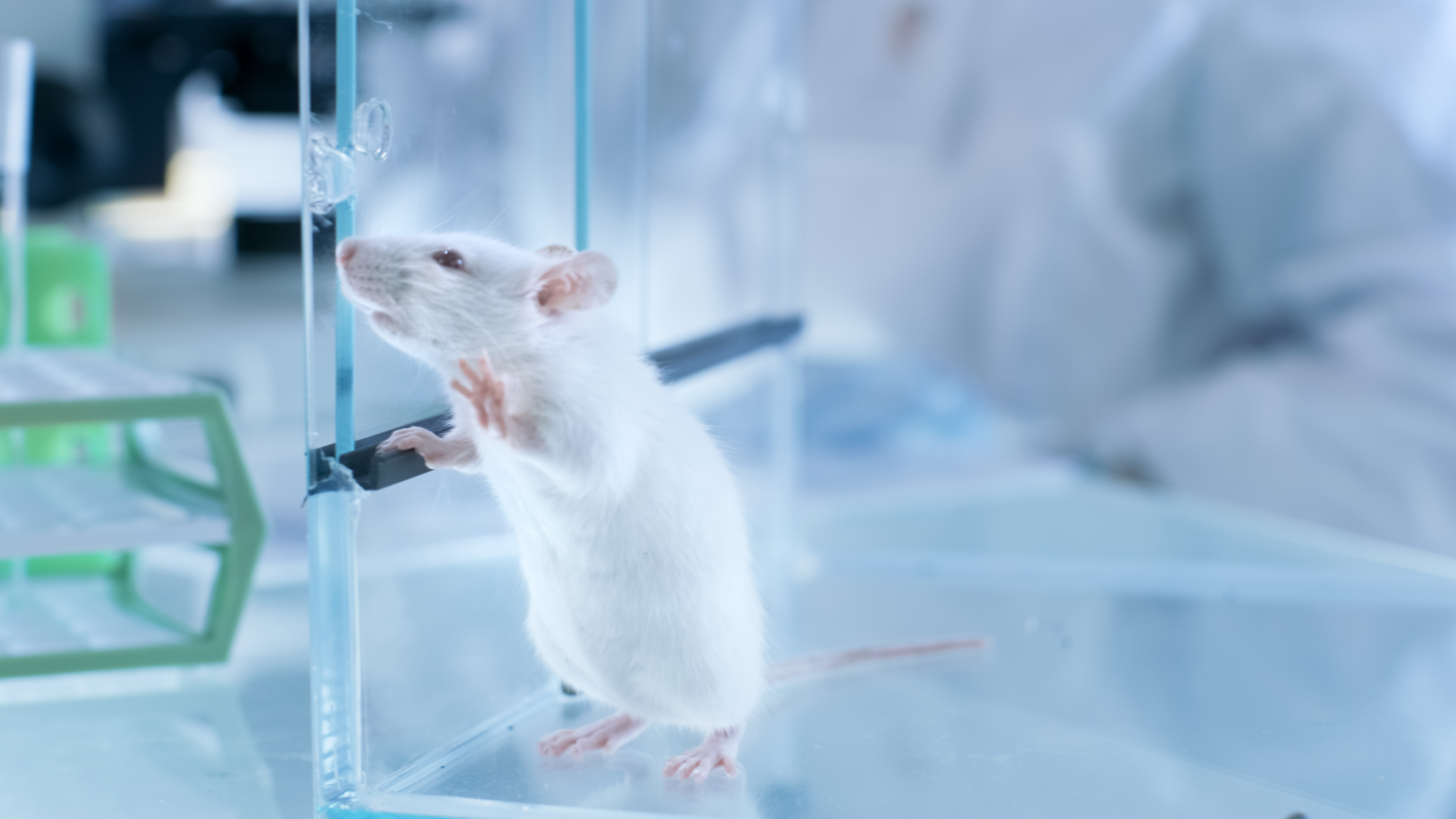 拍摄的实验室在科学实验室玻璃笼子里的老鼠.jpg