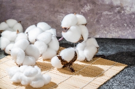 棉籽檢測