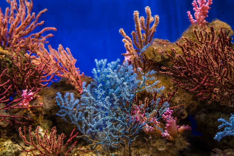 海水重金属检测方法介绍：如何检测海水中的重金属含量