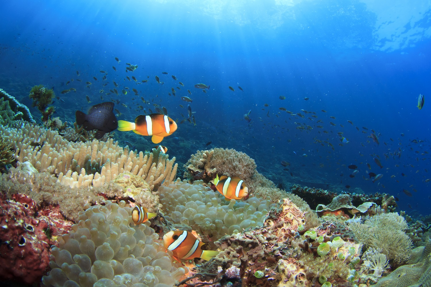 海洋小型底棲生物調(diào)查：遵循國標(biāo)解鎖海底生態(tài)奧秘