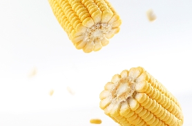 压片玉米检测