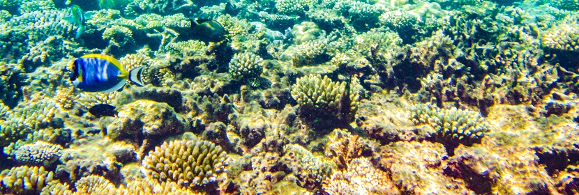 珊瑚礁调查