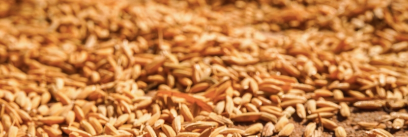小麦低聚肽粉检测