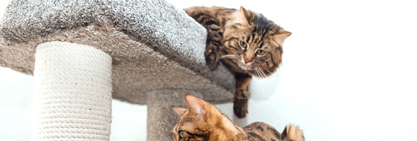 猫爬架板材检测